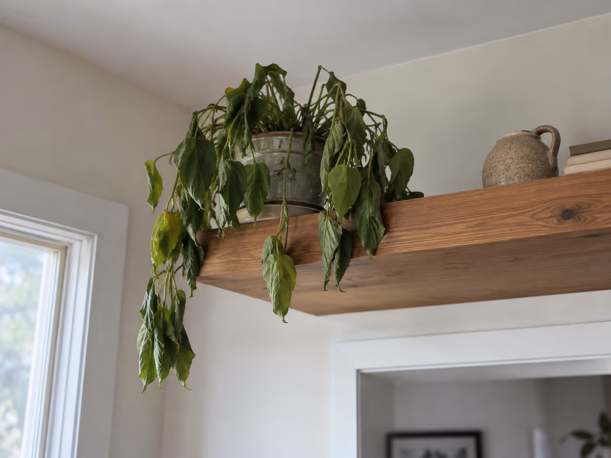 Feuilles tombantes d'une plante verte d'intérieur posée sur une étagère haute