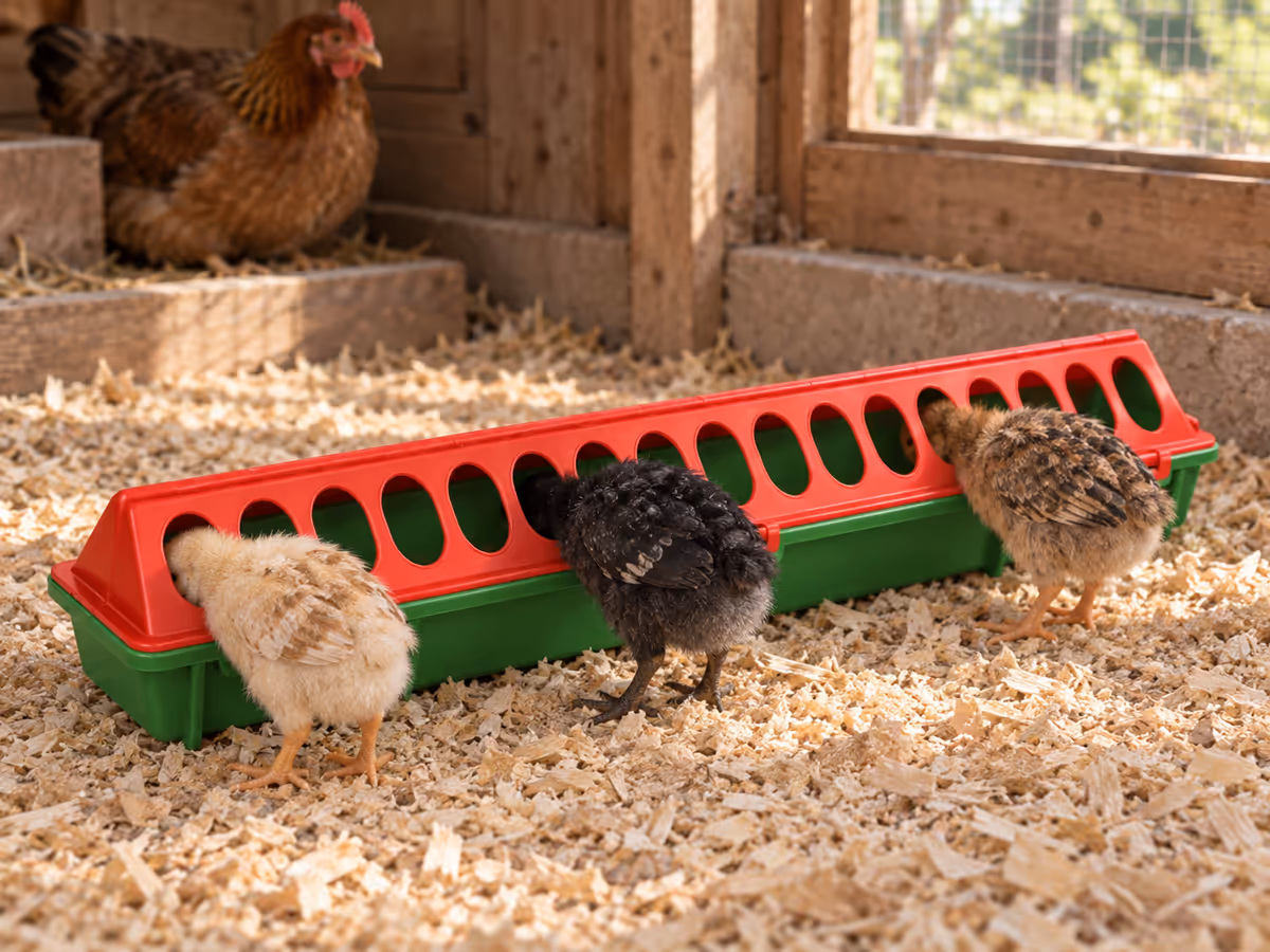 Poussins glissant la tête dans les trous ovales d'un couvercle grille rabattu sur un bac d'aliment, dans un poulailler sur litière claire