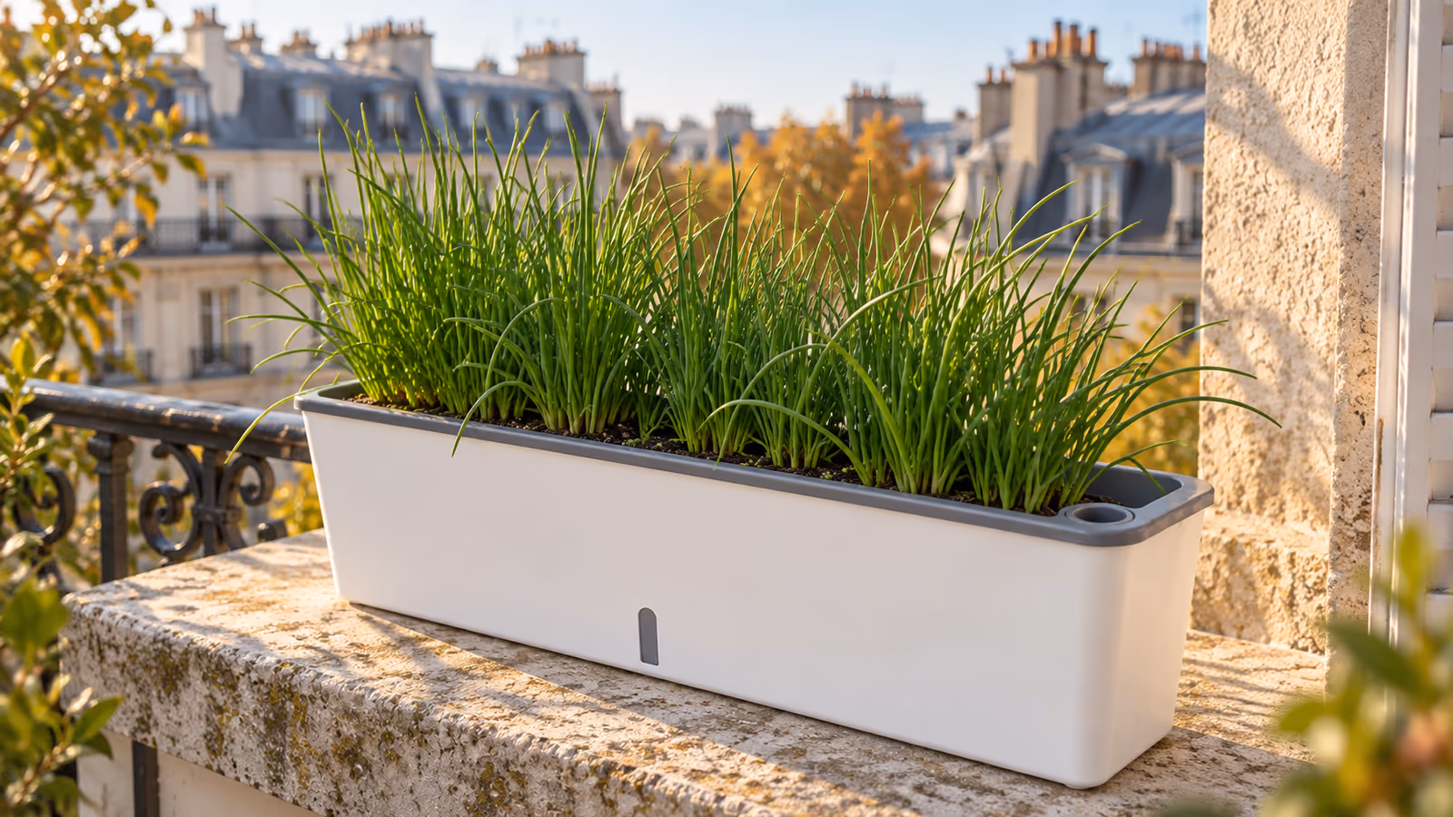 Jardinière à réserve d'eau plantée de ciboulette sur un appui de fenêtre, lumière rasante du matin