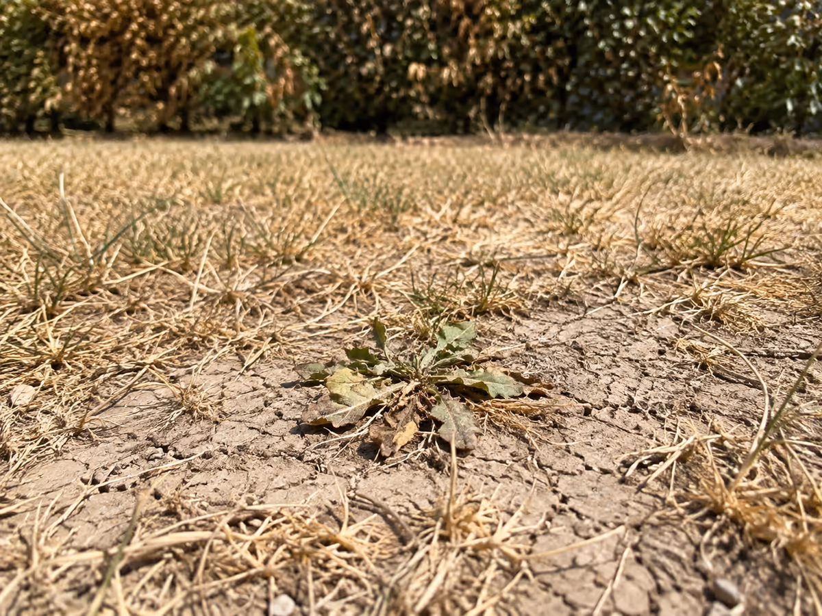 Pelouse jaunie en plein été, sol sec et fissuré entre les brins, rosette de pissenlit réduite et plaquée au sol, ombre dure de milieu de journée