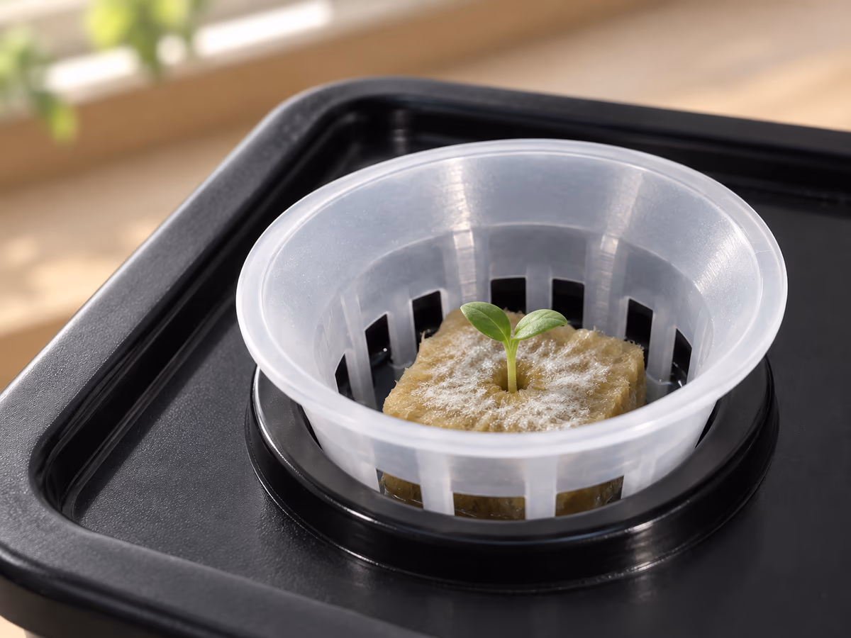 Gros plan sur un cube de germination clair posé dans un panier en maille translucide, surface couverte d'un fin voile blanc, eau claire visible sous la maille