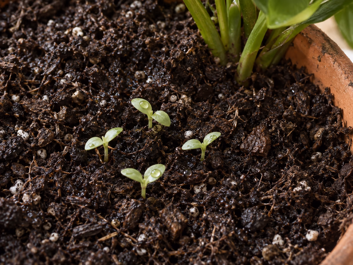 Surface d'un terreau humide dans un pot de plante verte, jeunes pousses et arrosage récent