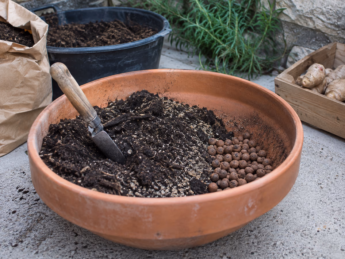 Pot en terre cuite large et peu profond avec couche de billes d'argile au fond et mélange terreau-compost-sable