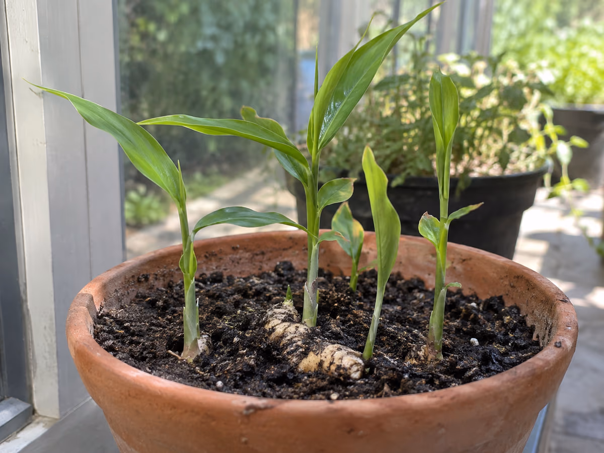Jeunes pousses vertes de gingembre sortant du substrat dans un pot en véranda lumineuse