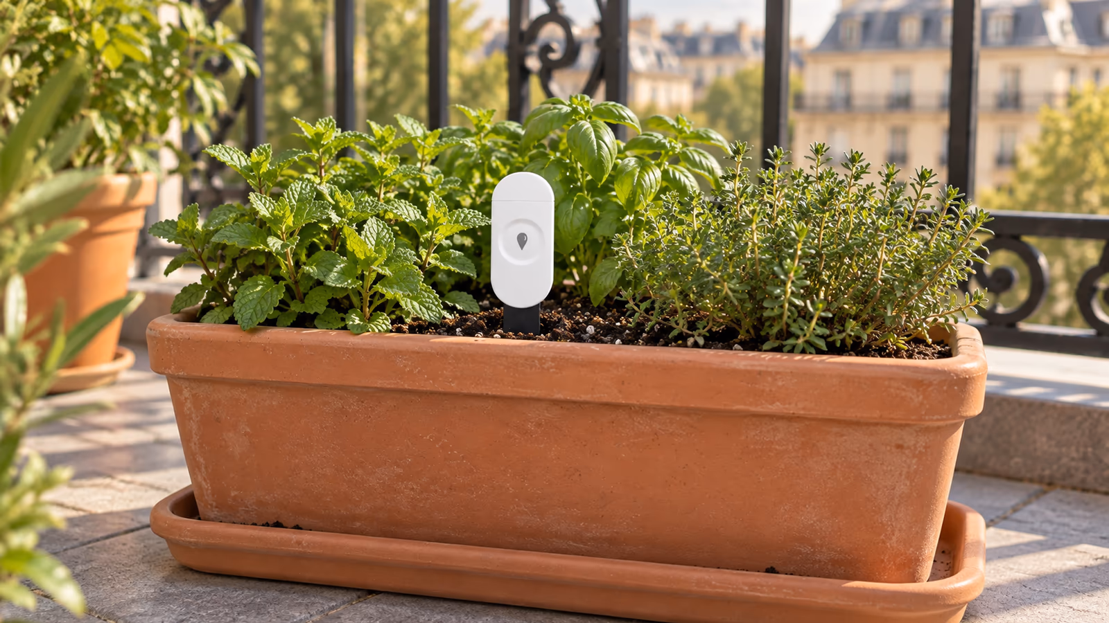 Capteur de sol blanc planté dans une jardinière de terrasse en été, boîtier dressé hors de la terre et soucoupe sèche sous le pot