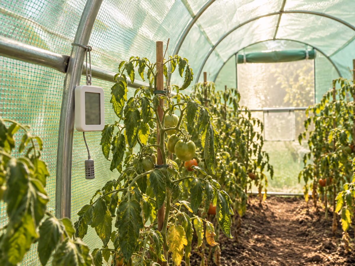 Thermomètre suspendu à un arceau de serre tunnel, feuillage de tomates flétri en arrière-plan par une après-midi chaude