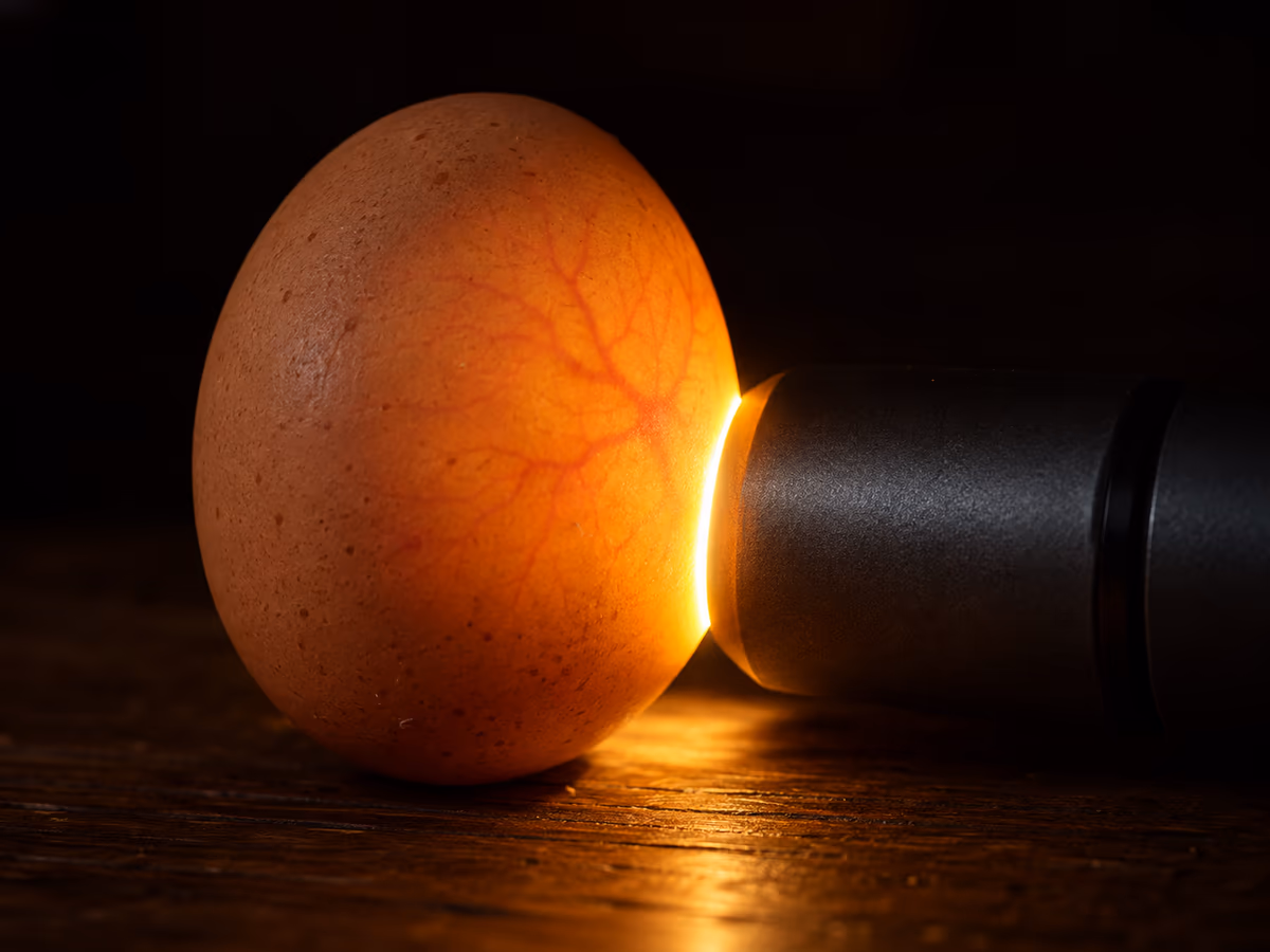 Oeuf brun posé contre une lampe de mirage allumée dans une pièce sombre, réseau de vaisseaux visible par transparence