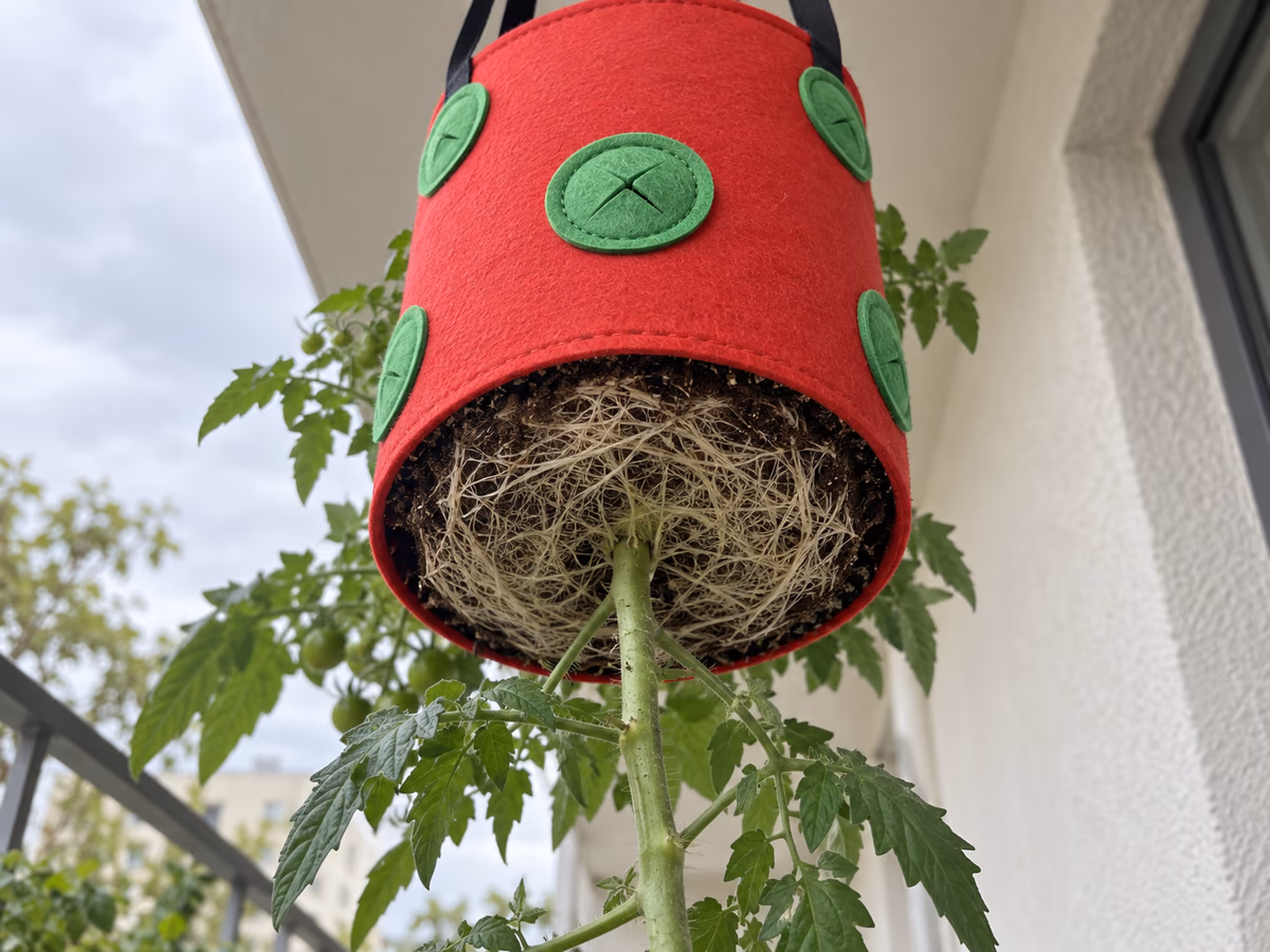 Vue par le dessous d'un sac de culture suspendu rouge, motte de tomate plaquée contre le fond ouvert et terreau visible en coupe