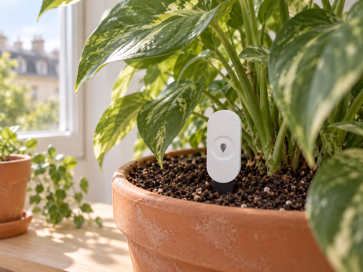 Boîtier blanc d'un capteur d'humidité planté dans le bac d'une plante verte sur une étagère, près d'une fenêtre, lumière douce du matin