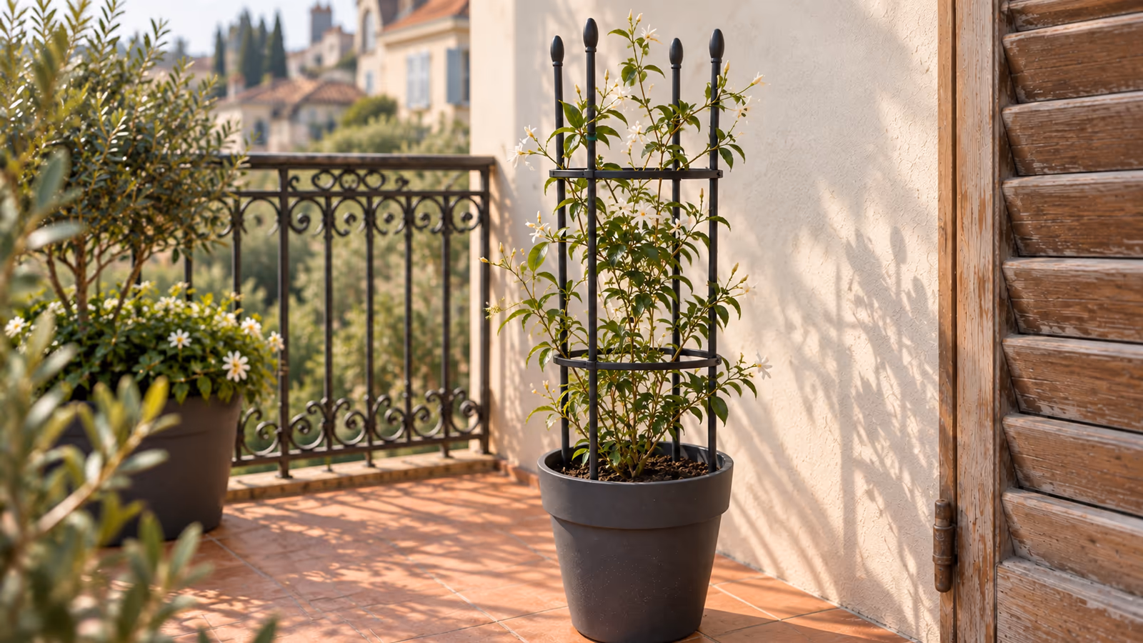 Tour treillis métallique plantée dans un grand pot de balcon, tiges de jasmin attachées aux montants, lumière du matin
